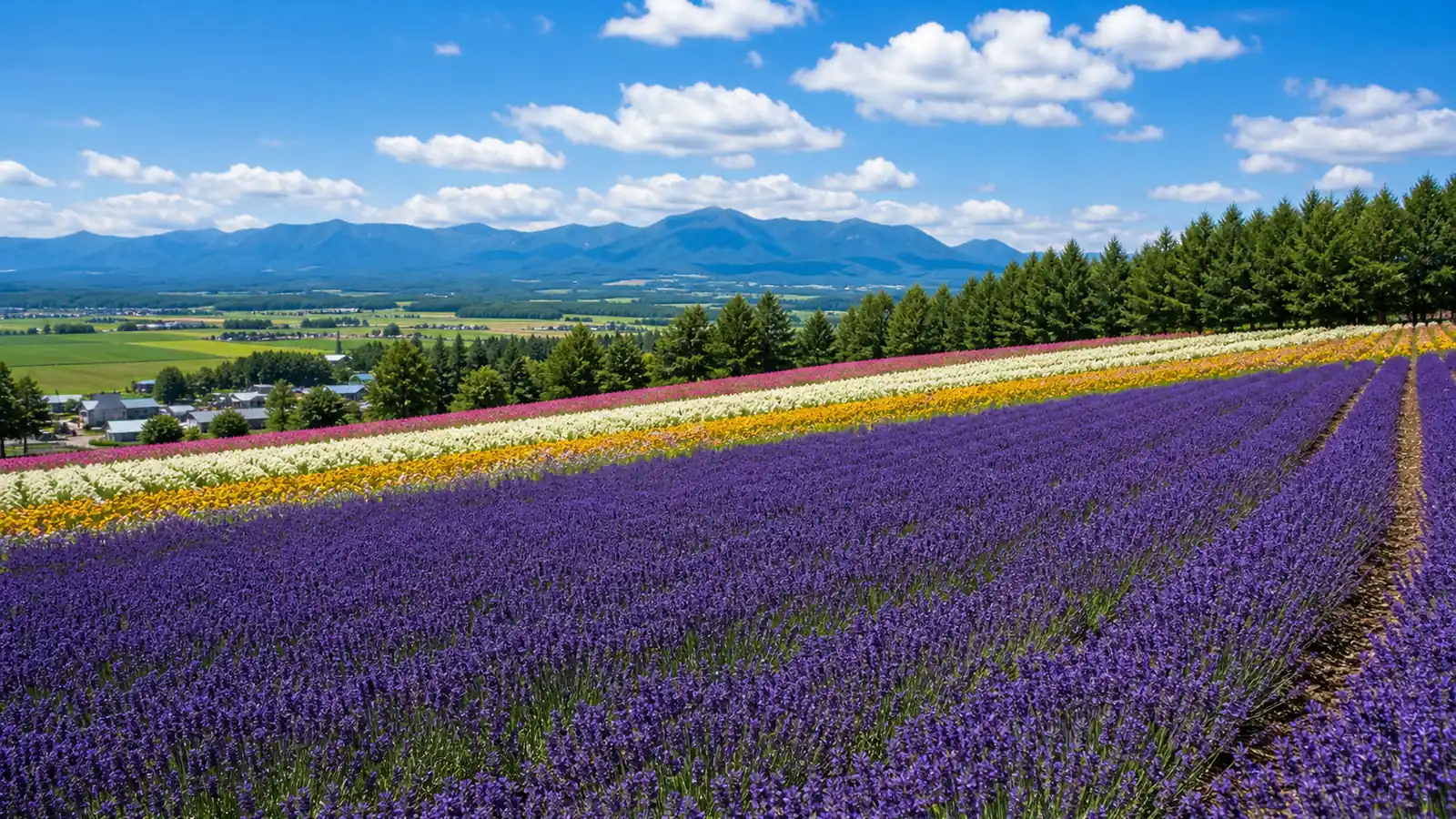 富田農場